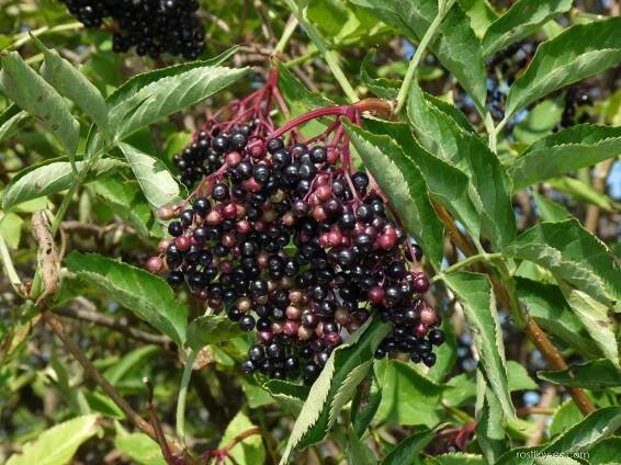 Fotogalerie DF: sambucus; plody, plodenství 1