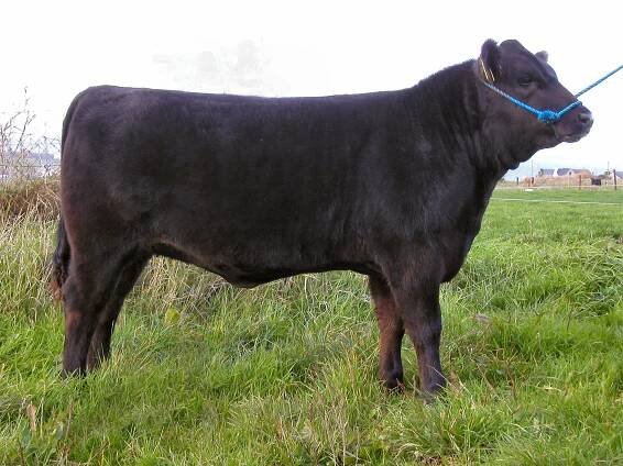 Darima Ester D178 - Goulding Angus - Breeding pedigree Irish Aberdeen Angus Bulls and Cattle in Ireland
