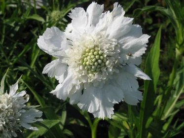 Scabiosa caucasica " Perfecta Alba " - hlaváč kavkazský Zahradnictví Krulichovi - zahradnictví, květinářství, trvalky, skalničky