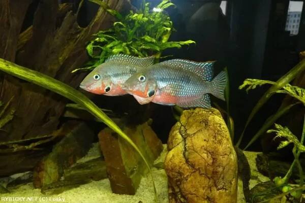Kančík červenohrdlý - Thorichthys meeki