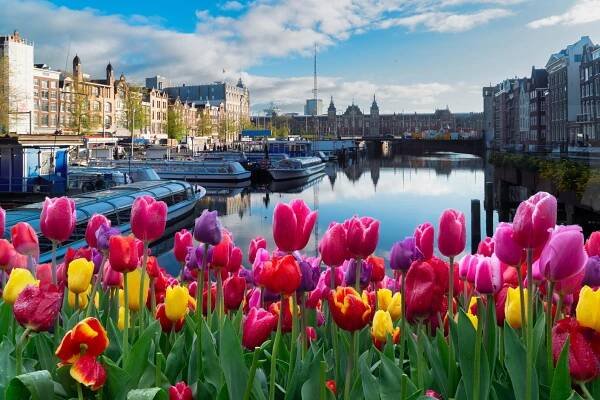 Historické fasády Amsterdamu kontrastují s koloritem tulipánů. Turisté ale město demolují.