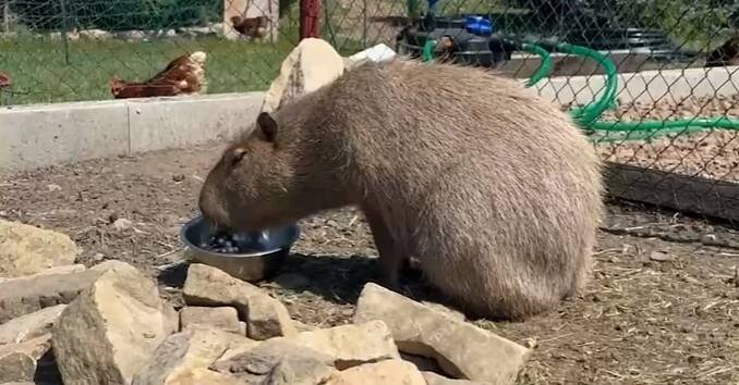 Šťastný konec pátrání po Fifince: Ztracenou kapybaru nalákali pomocí lsti