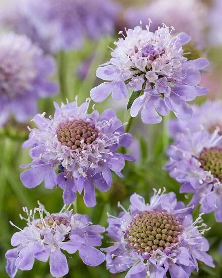 Scabiosa 'Blue Eyes': A Flower Powerhouse