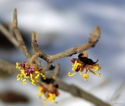 Vilín japonský - Hamamelis japonica