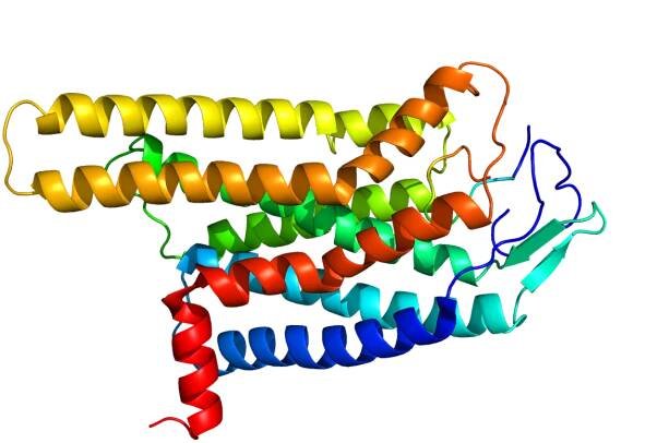 Melanocortin 4 receptor - Wikipedia