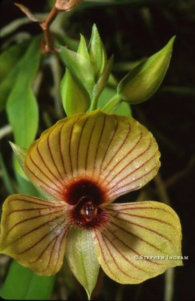 tropicsorchidecuador