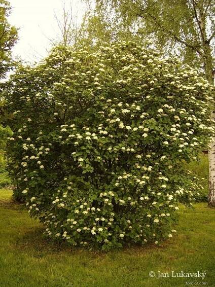 Kalina tušalaj (Viburnum lantana)