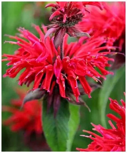 MONARDA - zavinutka zahradní - Lukon Glads s.r.o.