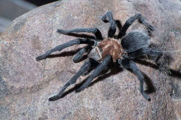 Animal, Animal Wildlife, Arachnid, Arachnophobia, Black Color