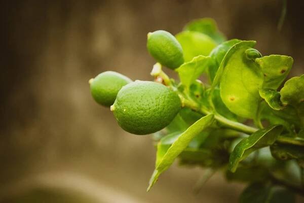 lemon-5344040_1280