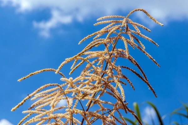 Wald-Geißbart (Aruncus dioicus) Der Geißbart gegen den Himmel fotografiert