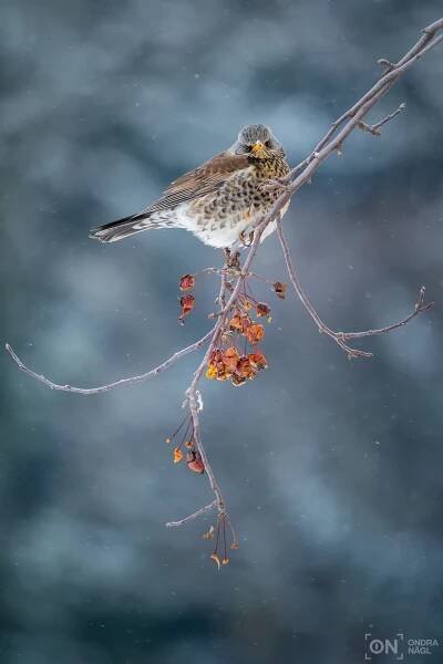 Drozd kvíčala (Turdus pilaris)