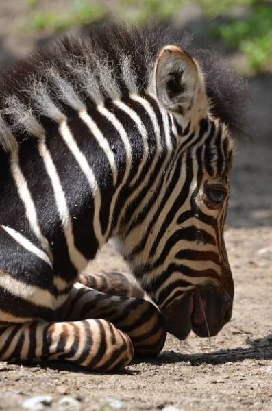 Koňovití - Novinky - Chov v roce 2021: Zoo Hodonín | ZakBook