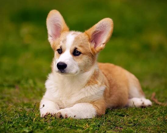 Jak rozlišit čistokrevného corgiho?