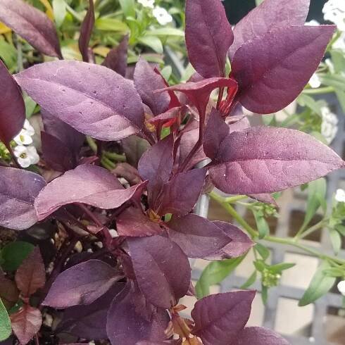 Babe's Blossoms 