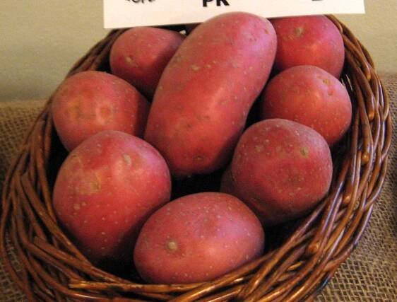 Laura potato