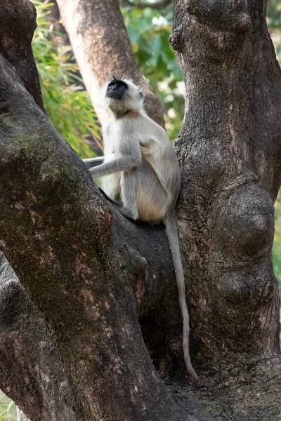 Langur monkey in a tree, Bandhavgarh National Park, India