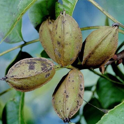 Pecan scab