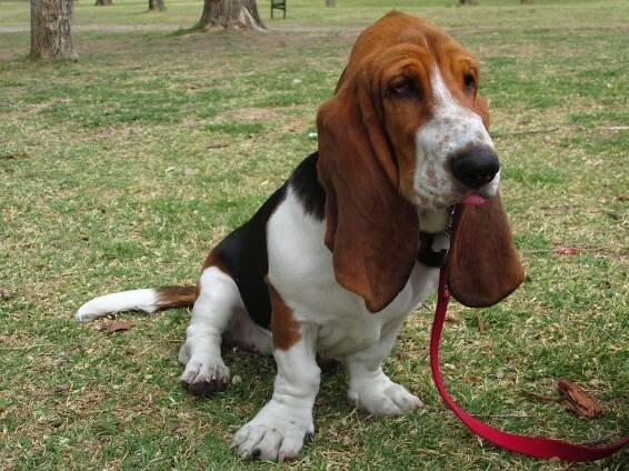 Basset Hound, pes s úžasným nosem