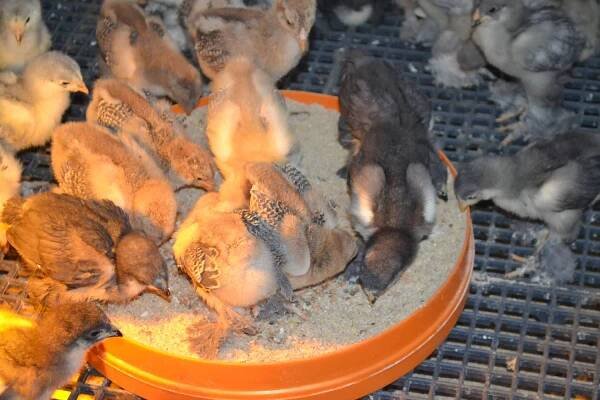 Brahma Chicks – Abika Brahma Kümesi