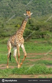 Download - Giraffe walking in Mkuze Falls Game Reserve in Kwa Zulu Natal close to Mkuze in South Africa — Stock Image