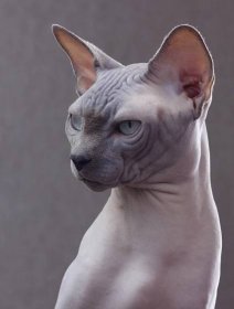 File:Chat Sphynx.jpg - Wikimedia Commons