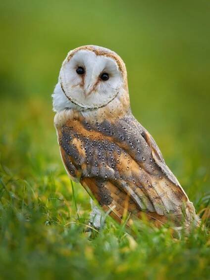 SEIFEROS - letové ukázky dravců a sov - FOTO ARCHÍV