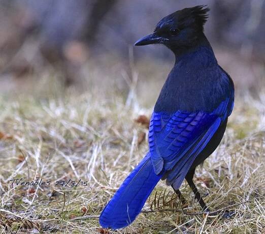 Birdz