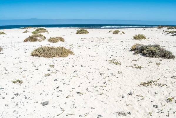 Fuerteventura: isola africana e tropicale in Europa – Kiwi The Explorer
