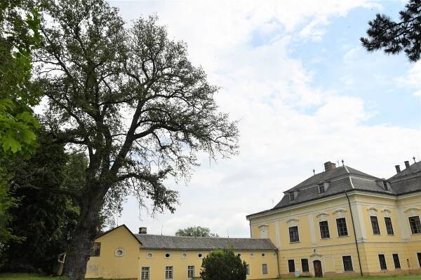 Podpořte dubového Kronikáře v soutěži Strom roku. Vypíná se v Žádlovicích