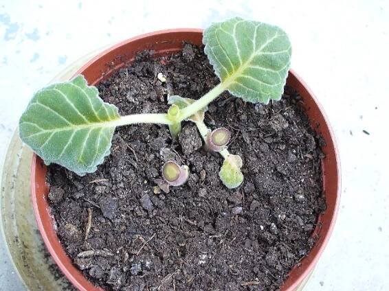 gesneriaceae, podpětovité, saintpaulia, STREPTOCARPUS | pěstování a množení
