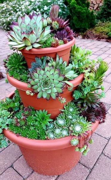 Pin by Wolfgang Böhm on garten in 2025 | Succulent garden diy, Garden containers, Succulent rock garden