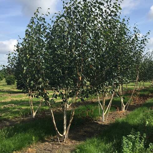 Betula utilis jacquemontii Multistem Trees