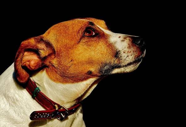 Jack Russell Teriér Pes - Fotografie zdarma na Pixabay