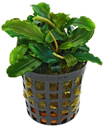 Bucephalandra sp. "Theia Green"