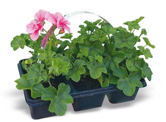 MONTANO Muškát převislý-Pelargonie štítnatá (Pelargonium peltatum)"Decora"6-pack nakoupit u OBI