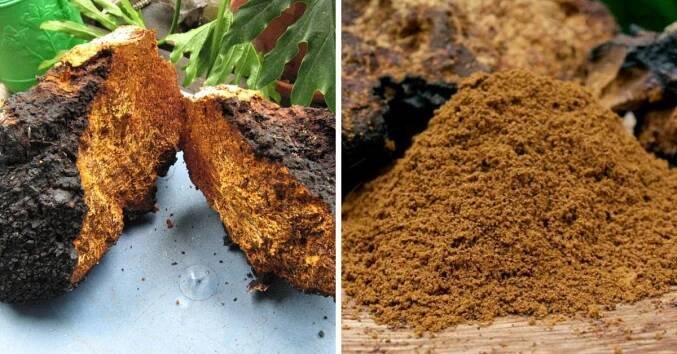 Chaga (Rezavec šikmý) – účinky, dávkování a nutriční profil