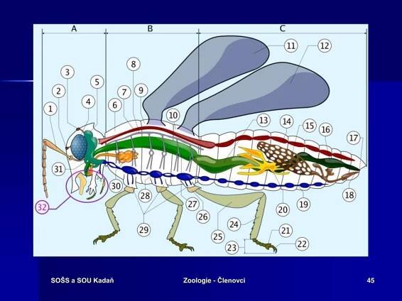 PPT - KMEN: ČLENOVCI PowerPoint Presentation, free download - ID:4942391