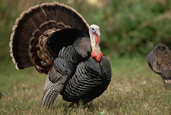 They can swim and show affection – 10 incredible facts you might not know about turkeys