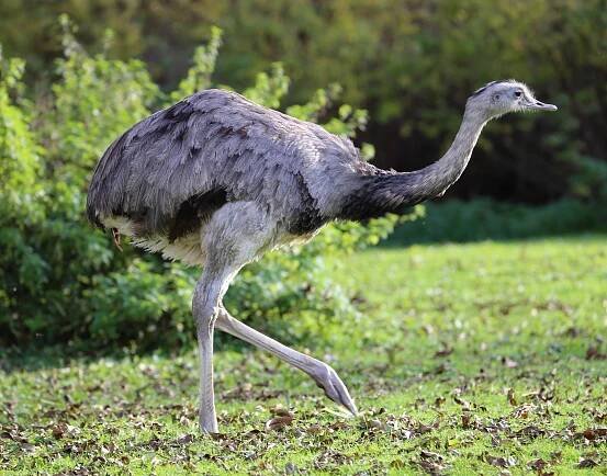 Nandu – Wikipedie