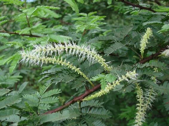 Soubor:Mimosa tenuiflora — João de Deus Medeiros 002.jpg – Wikipedie