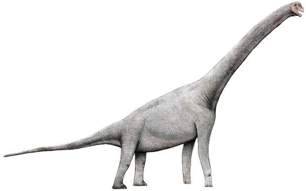 File:Pelorosaurus2.jpg - Wikimedia Commons