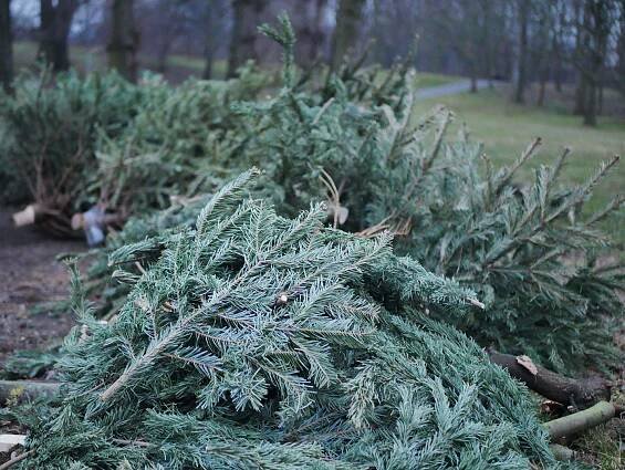 Album k akci Táborák Braník - X - pálení vánočních stromků 2020 od uživatele honza2015