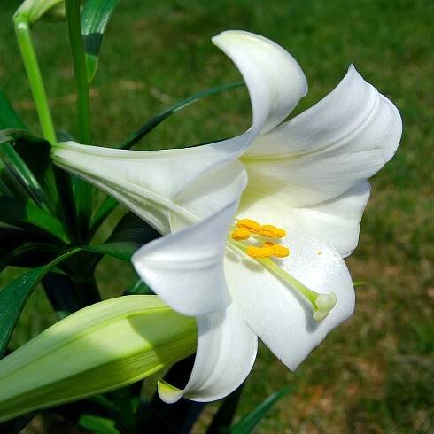 Soubor:Lilium longiflorum (Easter Lily).JPG – Wikipedie