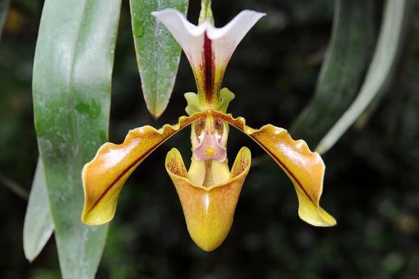 Výstava orchidejí - 5 - GALERIE: Orchideje v pražské botanické zahradě (4/29)