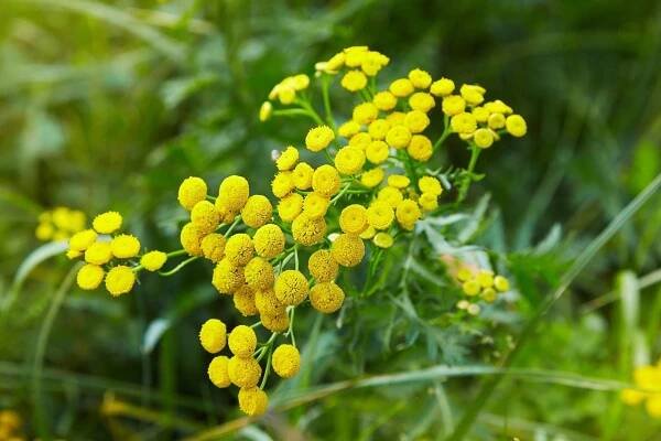 some yellow flowers are growing in the grass