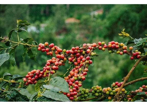 GourmetKáva Specialty Kenya Baragwi - Guama AA 250g
