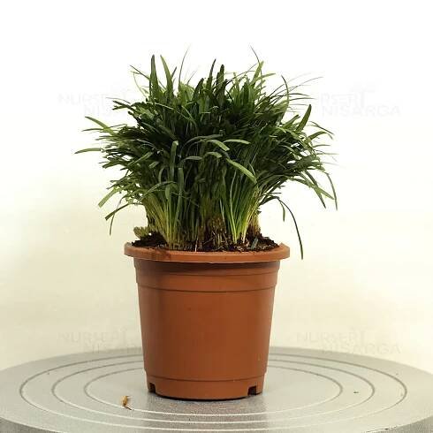 Buy Dwarf Mondo grass, Ophiopogon Japonicus plant from Nursery Nisarga