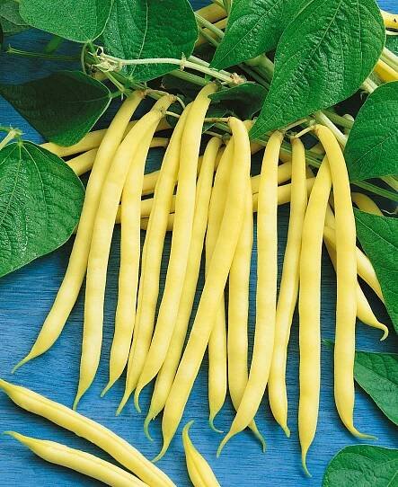 Garden Bean Pictures - National Garden Bureau