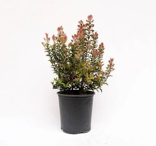 Fragrant Plants - Star® Roses and Plants